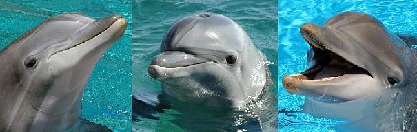 Dolphin Facts - Animal Facts Encyclopedia