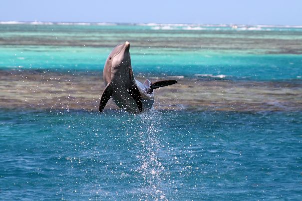 dolphin breaching