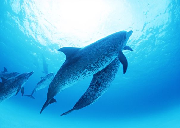 spotted dolphins