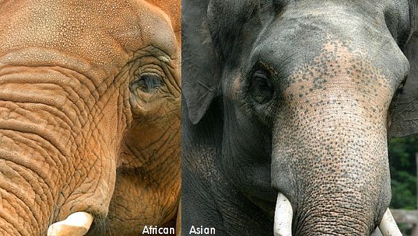 African and Asian bull elephants