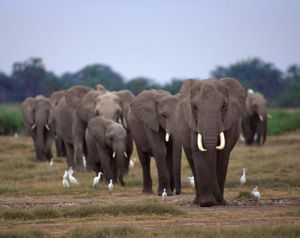 African elephants