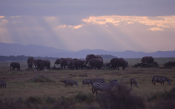 elephants and zebras mingling