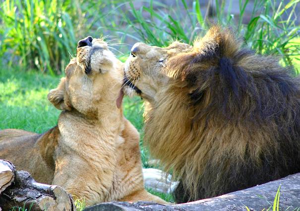 Jungle Animals - Animal Facts Encyclopedia Jungle Animals - Animal Facts Encyclopedia