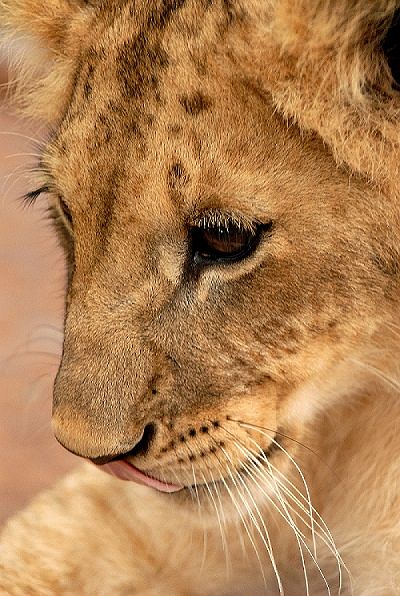 African Lion Facts - Animal Facts Encyclopedia