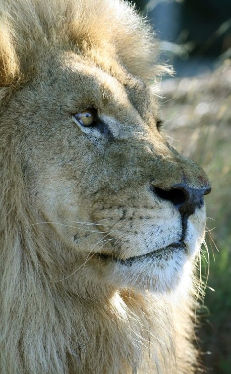 large lion closeup