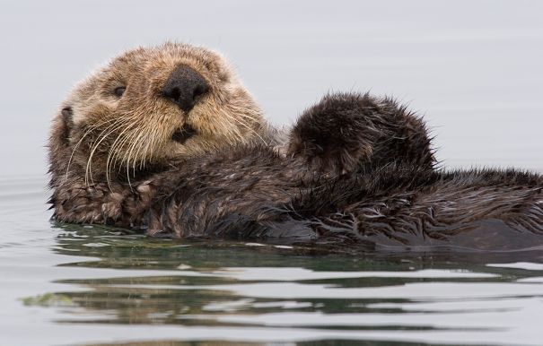 Sea Otter floating