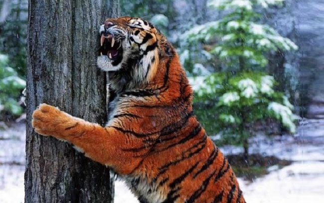 tiger hugging a tree