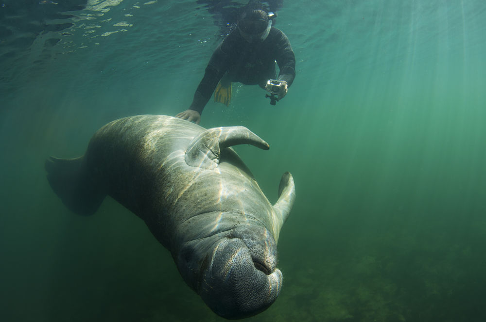 manatee getting a belly rub