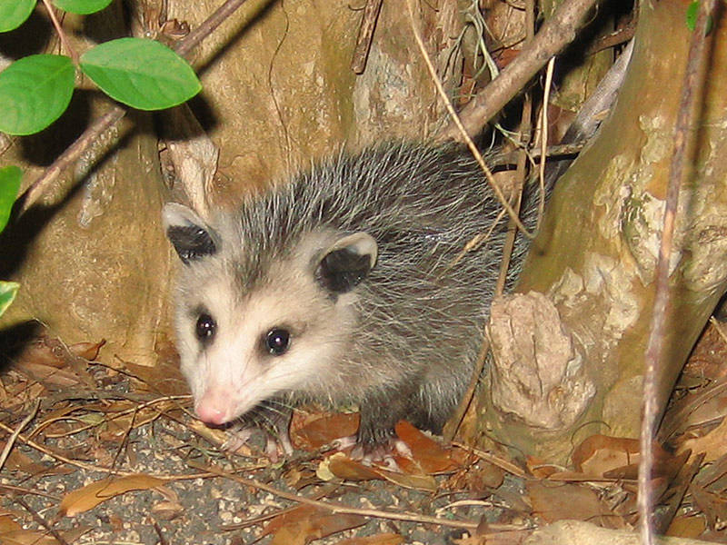 baby possum