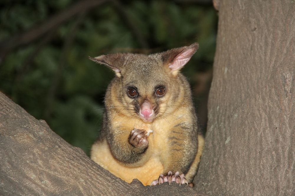 brushtail possum