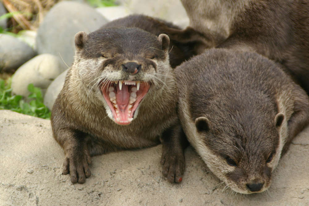 Otter Facts Animal Facts Encyclopedia