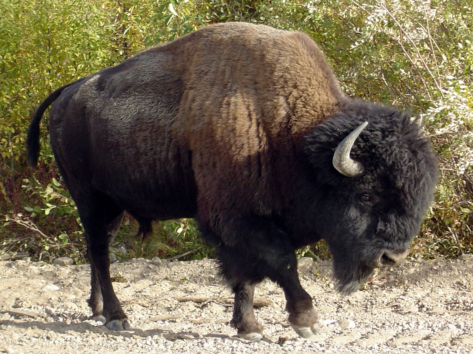 Buffalo Facts Animal Facts Encyclopedia