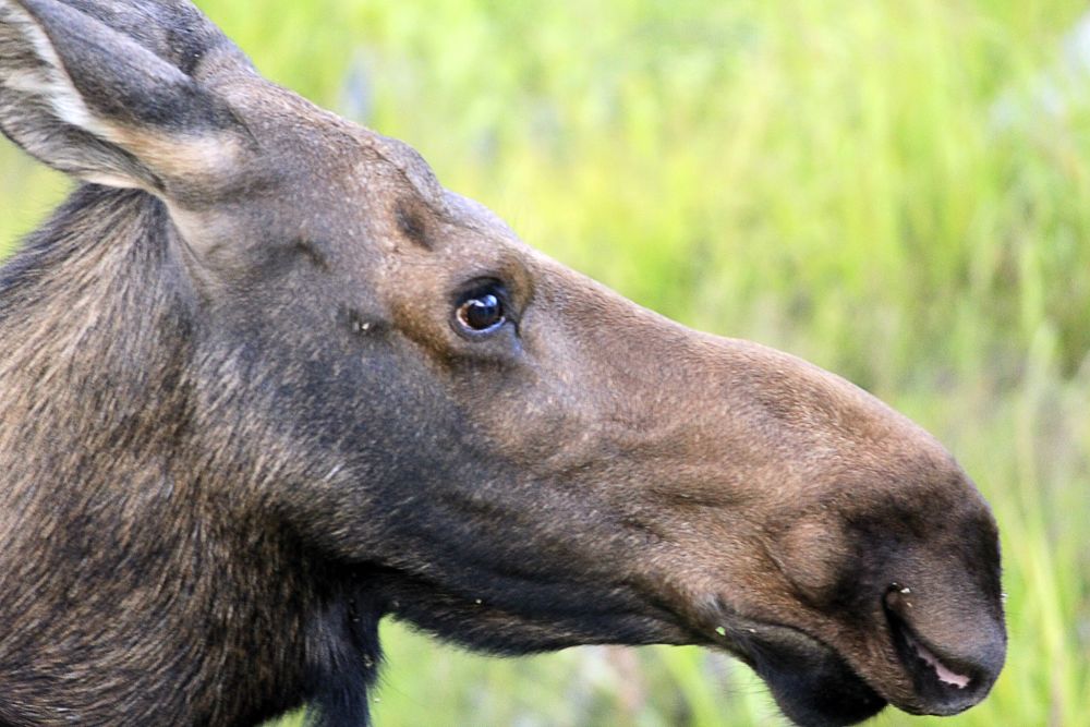 do moose have tails