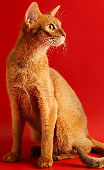 Abyssinian portrait