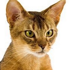 Abyssinian