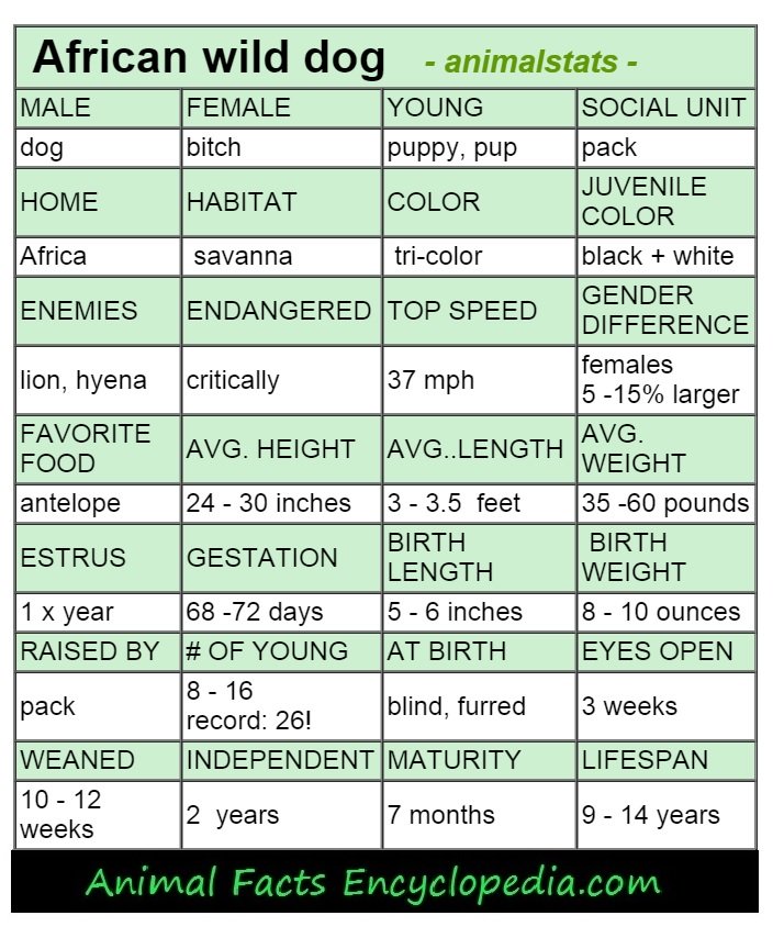 African wild dog animal stats