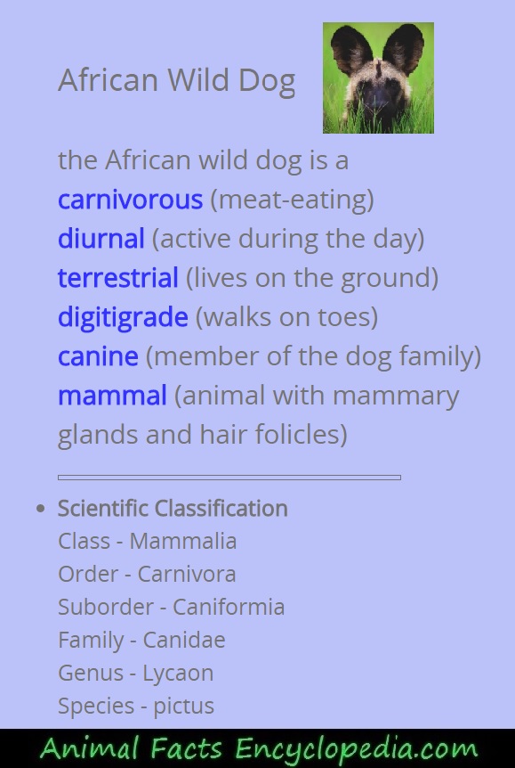 African Wild Dog Fact Sheet, Blog, Nature