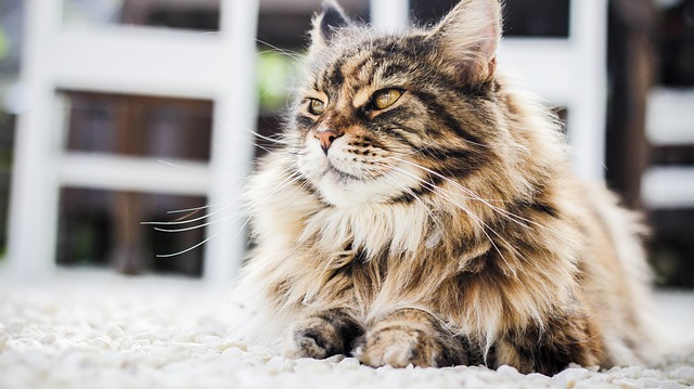 American bobtail
