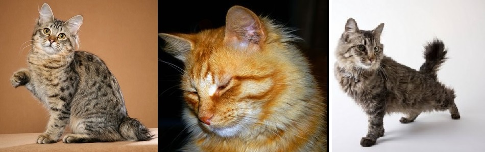 bobtail cats