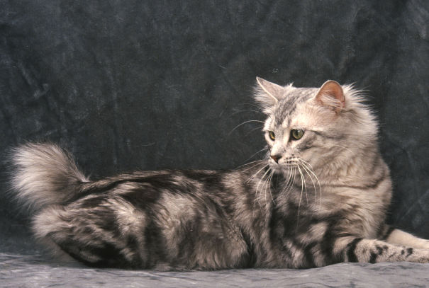 grey American bobtail