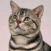American shorthair
