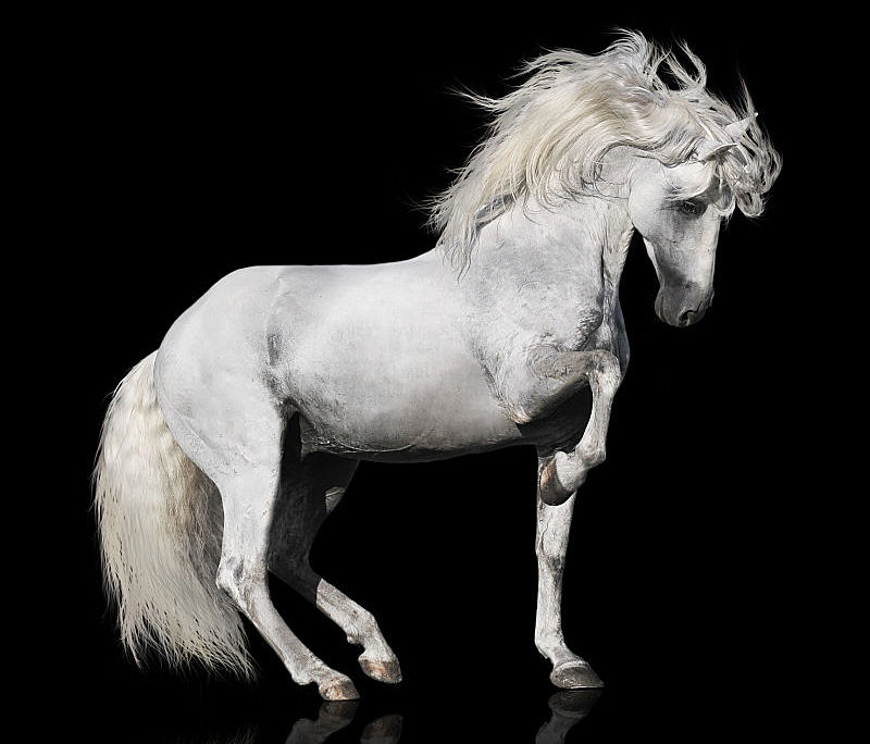 Dapple grey Andalusian Stallion