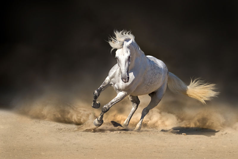 Andalusian Horse Animal Facts Encyclopedia