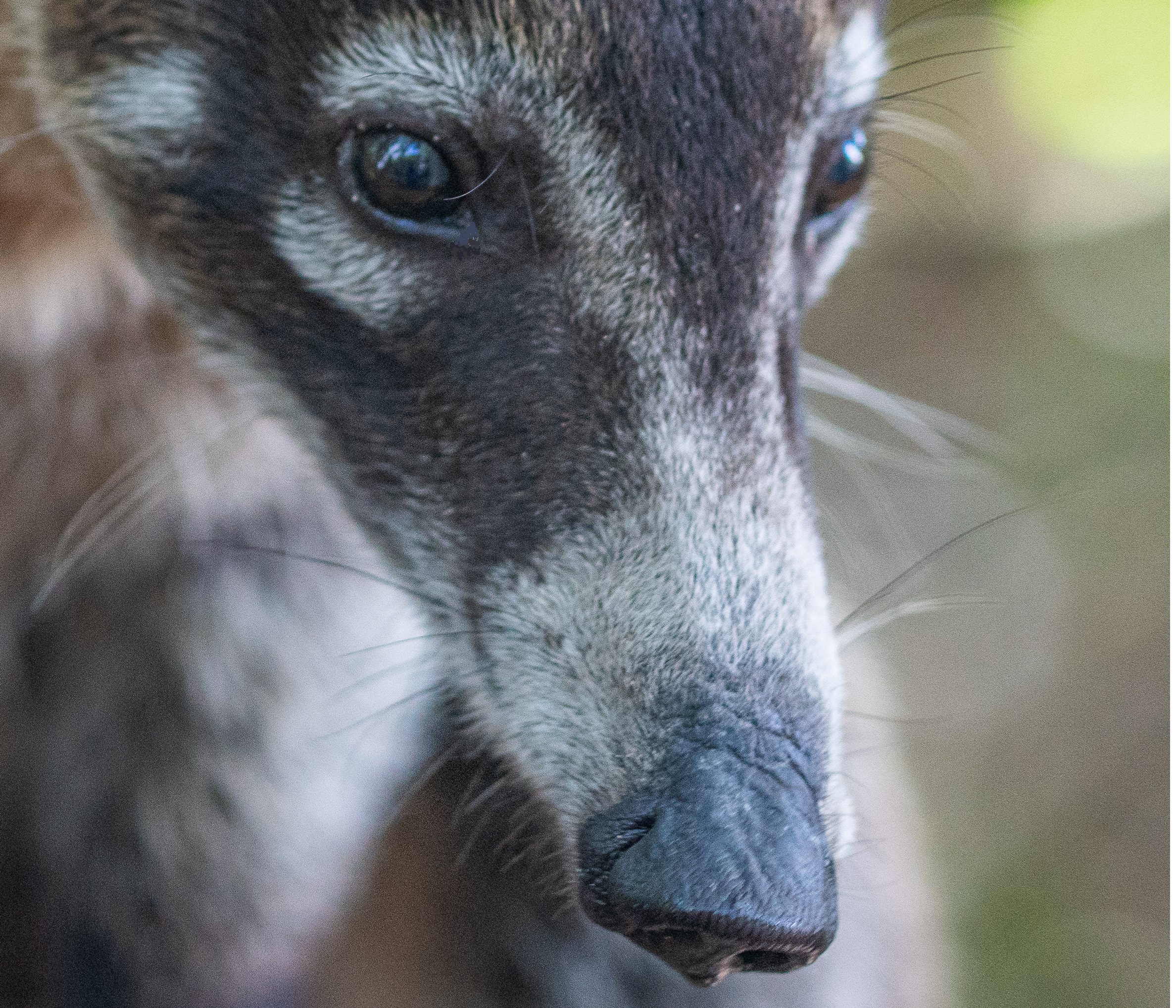 Animal Extreme Close-up - Coati