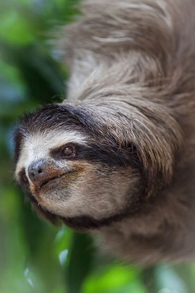 baby sloth portrait