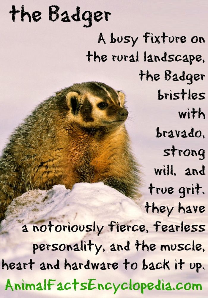 Badger Facts - Animal Facts Encyclopedia Badger Facts - Animal Facts Encyclopedia