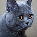 British shorthair
