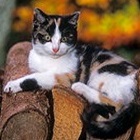 calico cat