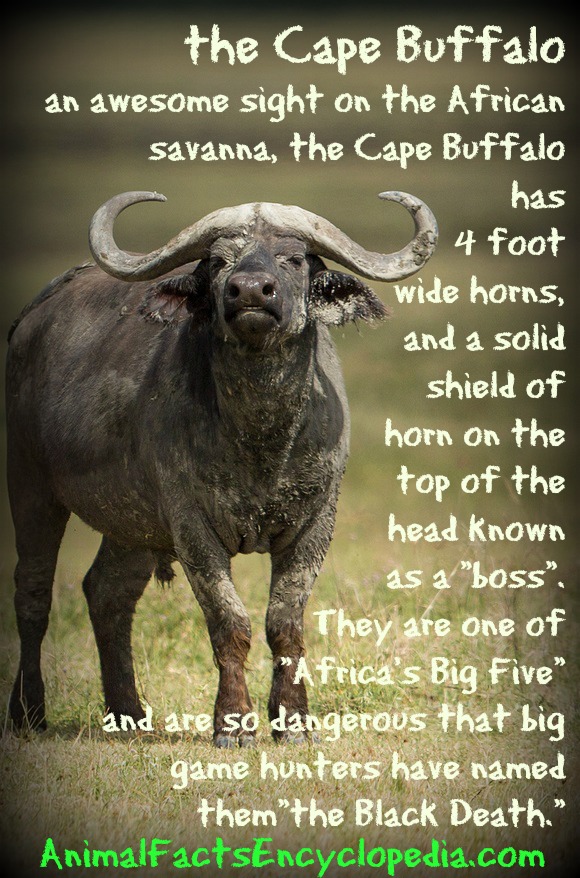 ødemark plejeforældre smør Cape Buffalo Facts - Animal Facts Encyclopedia