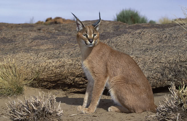 alert caracal