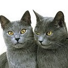 Chartreux