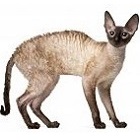 Cornish rex