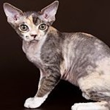 Devon Rex