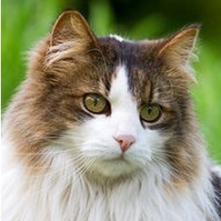Domestic Longhair