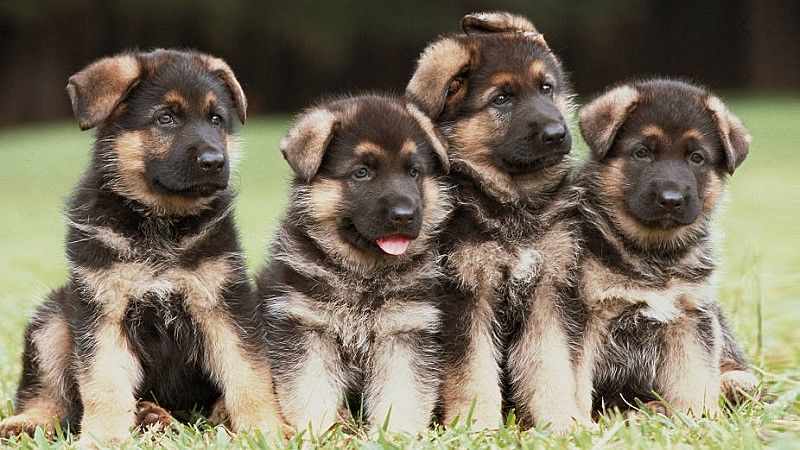 German shepherd puppies