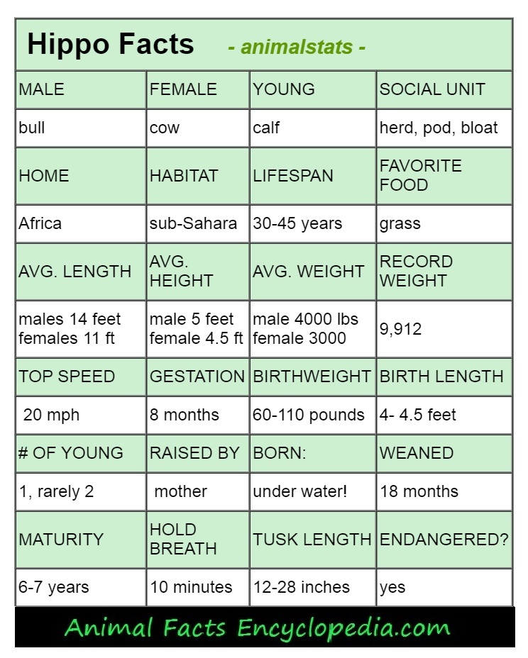 hippo animal stats