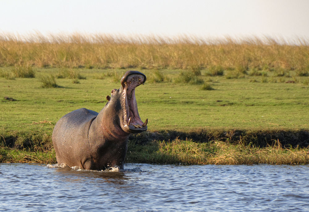 Image result for hippos in river