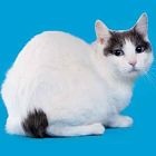 Japanese Bobtail
