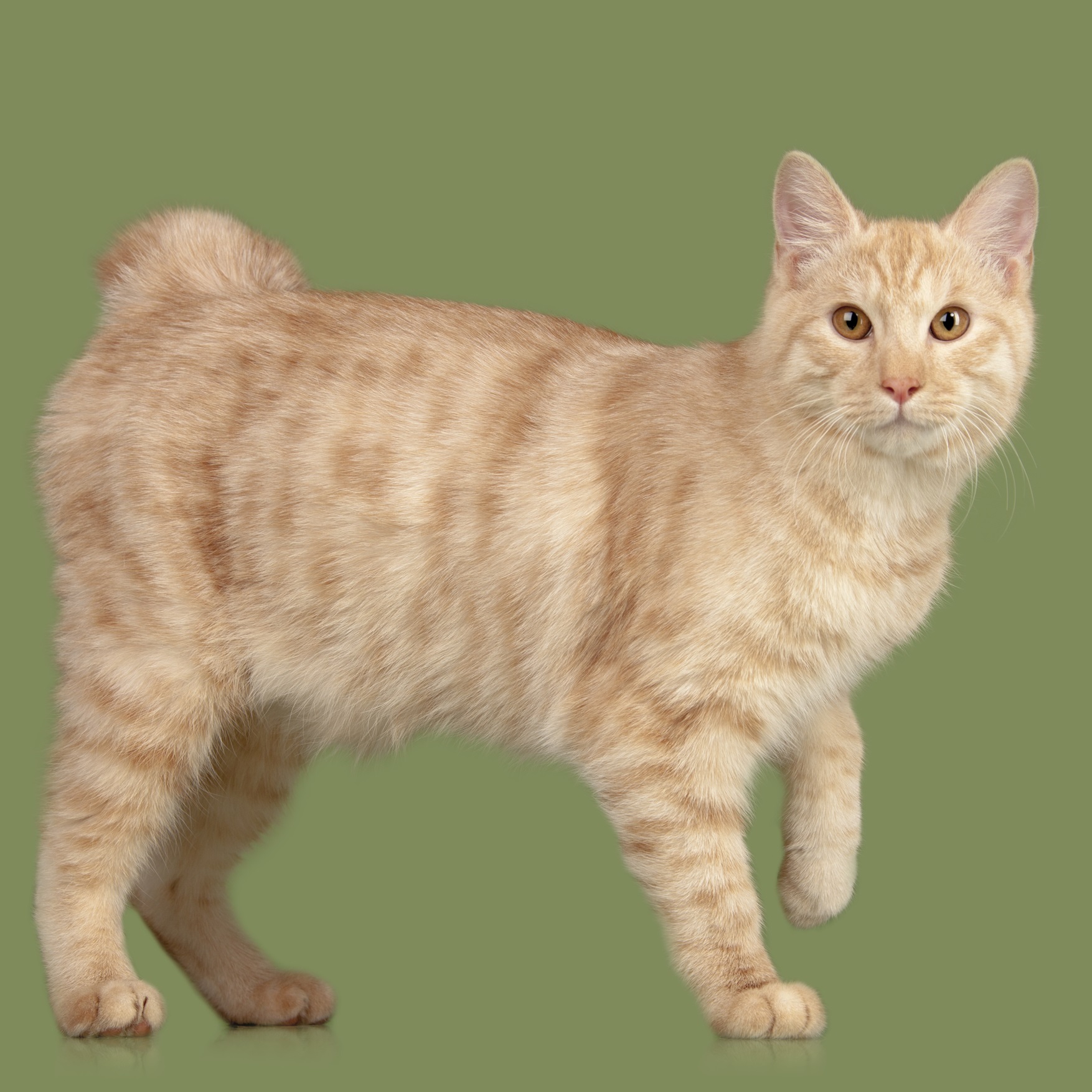 Kurilian Bobtail
