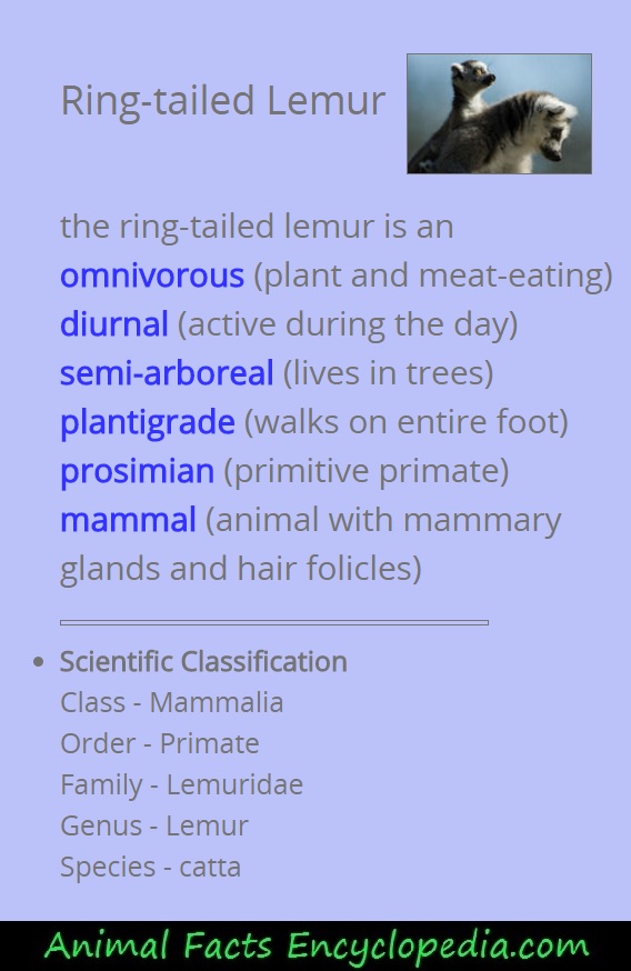 lemur description