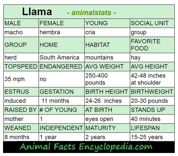 llama animal stats