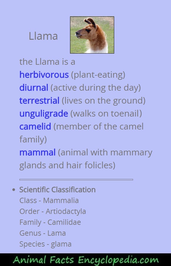 Llama Facts: Habitat, Behavior, Diet