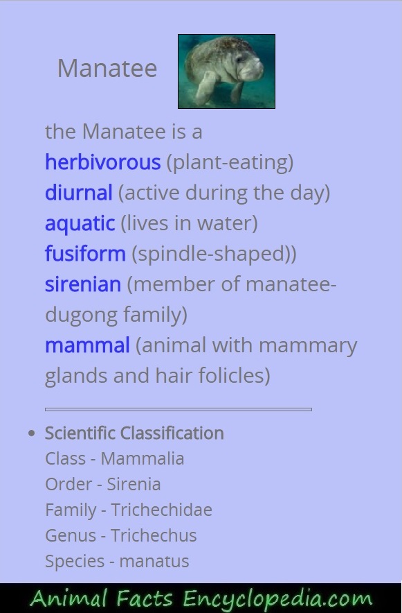 manatee facts, manatee information, seacow facts