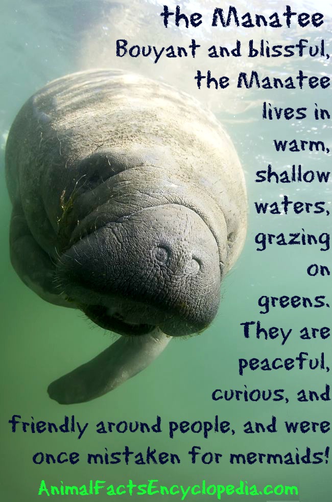 manatee facts, manatee information, seacow facts