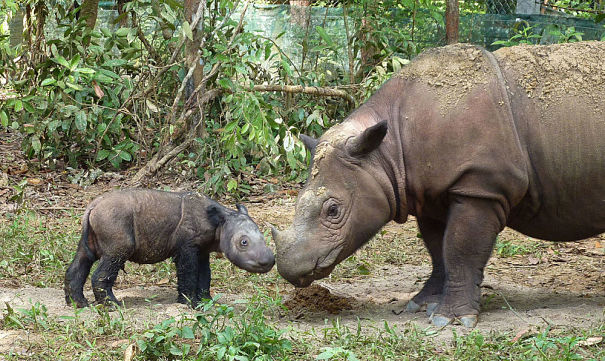 Sumatran Rhinoceros