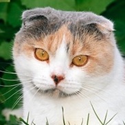 Scottish Fold